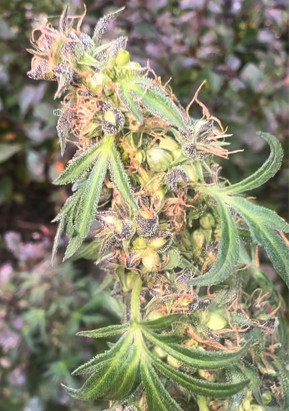 A Female ABC Mutant plant Treated with STS To produce seeds and feminized pollen