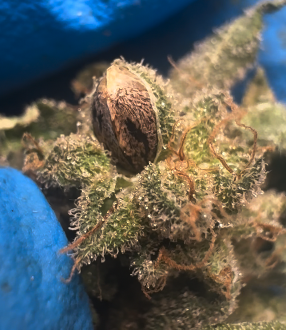 A Fem Seed Produced with Feminized Pollen cross of two female plants