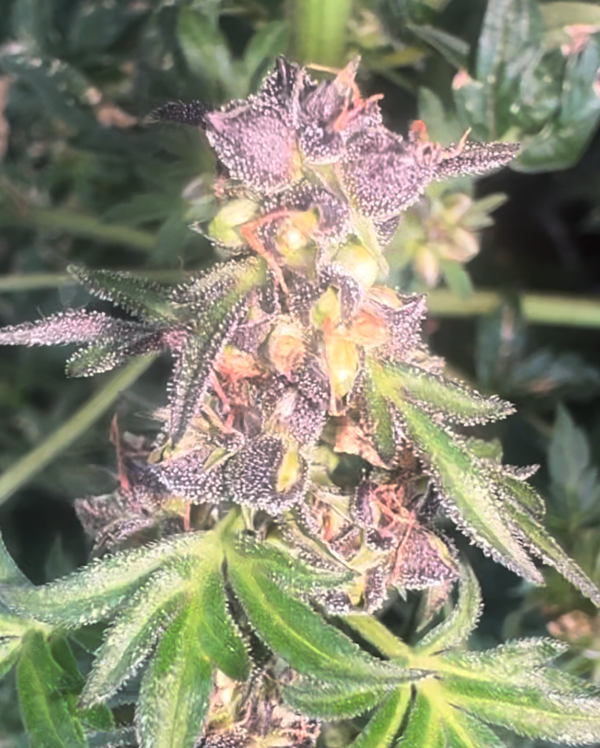 A reversed ABC Mutant Female producing both seeds and Feminized Pollen on One Bud
