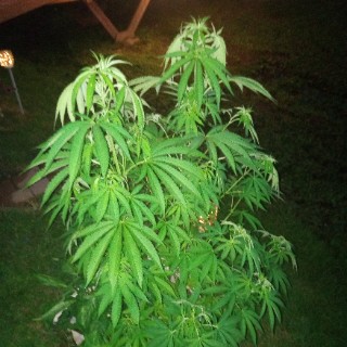 Willard-Michael plantmaster420