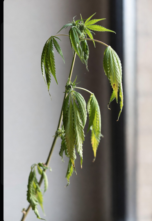 Wilting Sick Cannabis Plant