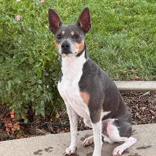 Chauncey 