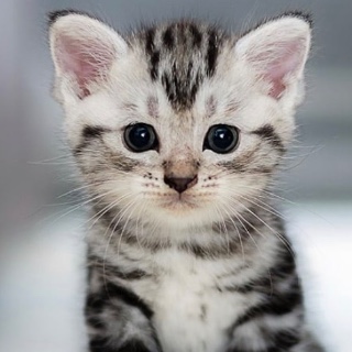 DrKittenGlitter 