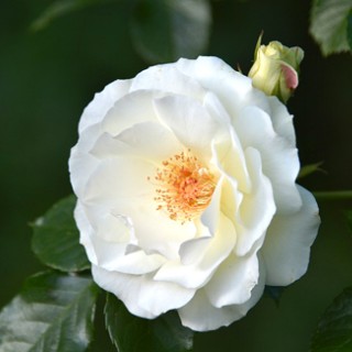 AmoureuxDesOdeurs